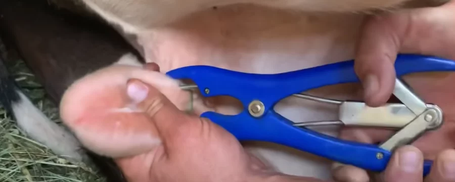 Castration of a dairy calf using a rubber band